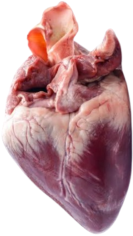 anotomical heart